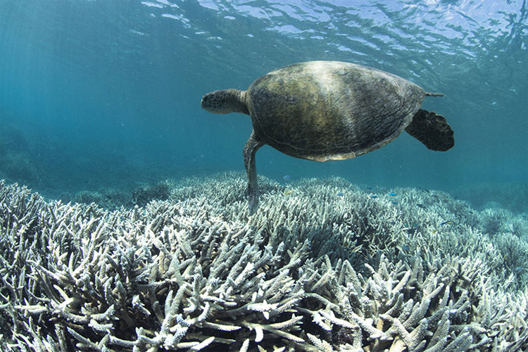 Picture 1 of Discover coral rescue gene from starvation