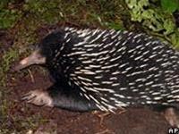 Picture 1 of Discover dozens of new animal and plant species in Indonesia