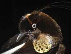 Picture 2 of Discover dozens of new animal and plant species in Indonesia