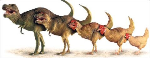 Picture 3 of Discover embryos in eggs, dinosaurs are revived?