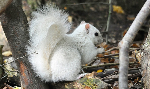 Picture 1 of Discover extremely rare white squirrels at the yellow leaf park