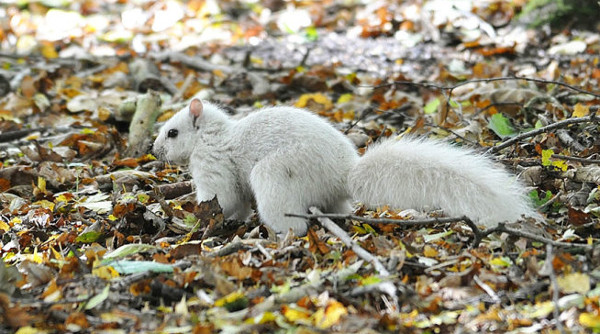 Picture 2 of Discover extremely rare white squirrels at the yellow leaf park