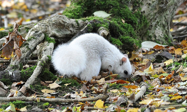 Picture 3 of Discover extremely rare white squirrels at the yellow leaf park