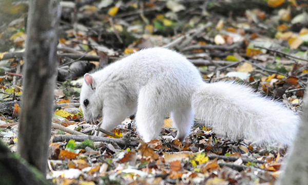 Picture 4 of Discover extremely rare white squirrels at the yellow leaf park