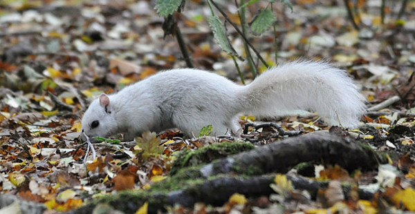 Picture 5 of Discover extremely rare white squirrels at the yellow leaf park
