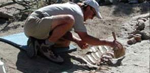 Picture 2 of Discover fossils of a giant raptors