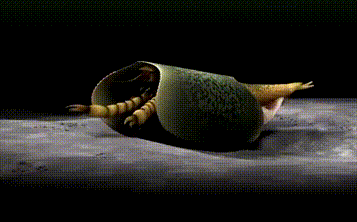 Picture 1 of Discover fossils of exotic shrimp with apricot and 50 legs