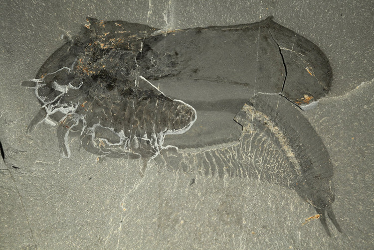 Picture 2 of Discover fossils of exotic shrimp with apricot and 50 legs