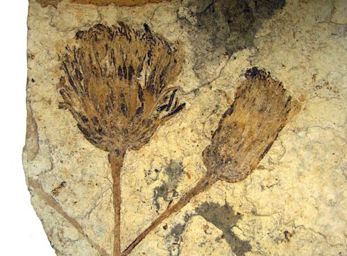 Picture 1 of Discover fossils of the oldest chrysanthemum species in the world