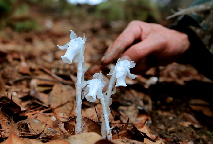 Picture 1 of Discover ghosts, flowers of the underworld