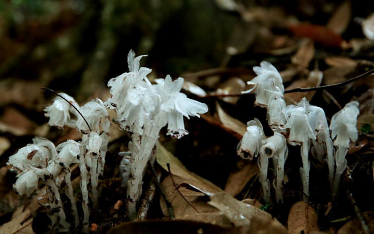 Picture 2 of Discover ghosts, flowers of the underworld