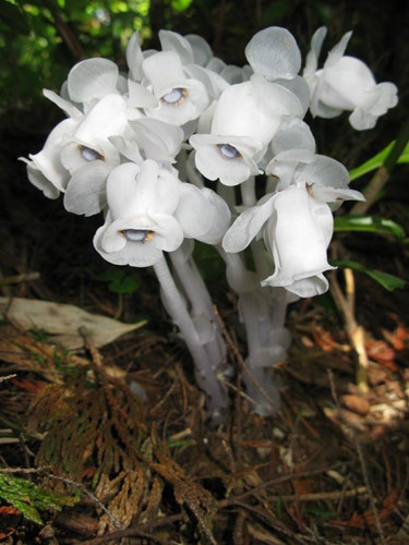 Picture 3 of Discover ghosts, flowers of the underworld
