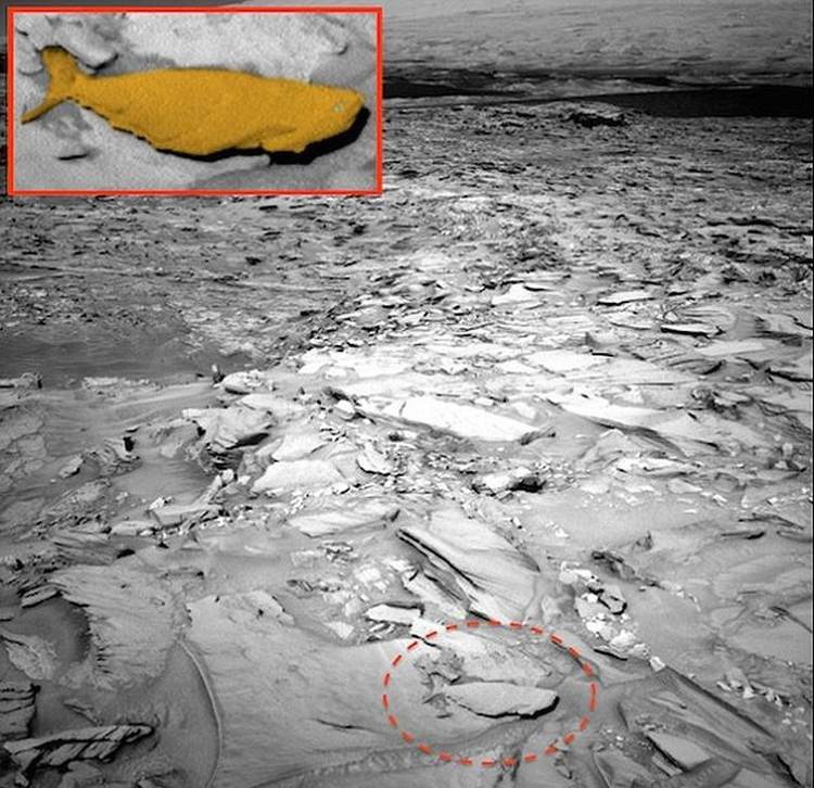 Picture 1 of Discover giant fish that live on Mars