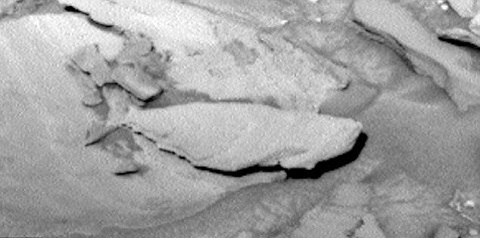 Picture 2 of Discover giant fish that live on Mars