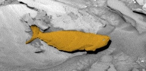 Picture 3 of Discover giant fish that live on Mars