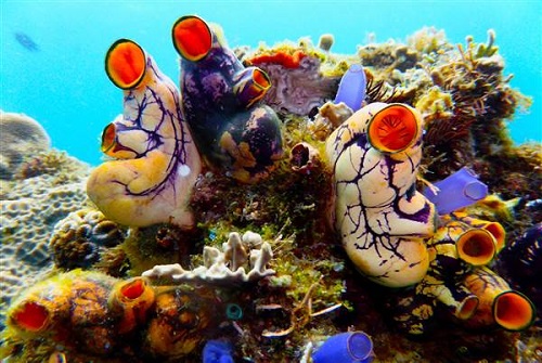 Picture 1 of Discover hundreds of strange creatures in the seabed of the Philippines