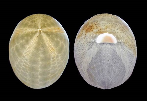 Picture 2 of Discover hundreds of strange creatures in the seabed of the Philippines