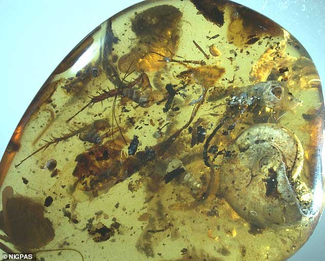 Picture 1 of Discover intact marine life in amber 99 million years