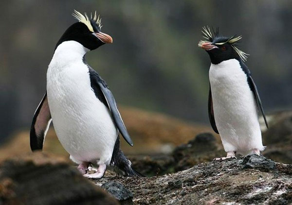 Picture 2 of Discover interesting things about penguins