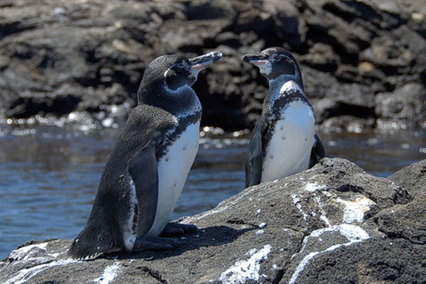 Picture 3 of Discover interesting things about penguins
