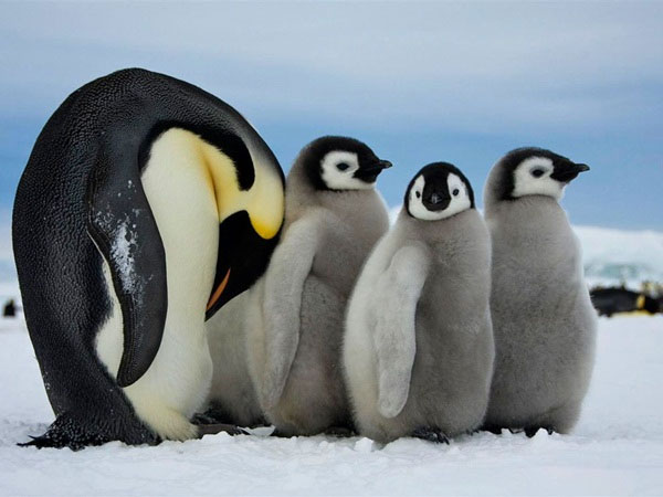 Picture 4 of Discover interesting things about penguins