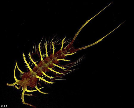 Picture 1 of Discover many beautiful sea creatures