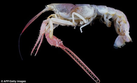 Picture 2 of Discover many beautiful sea creatures