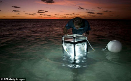 Picture 3 of Discover many beautiful sea creatures