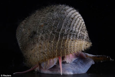 Picture 4 of Discover many beautiful sea creatures