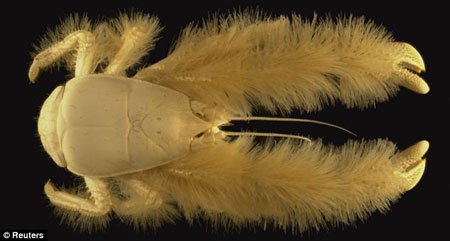 Picture 6 of Discover many beautiful sea creatures