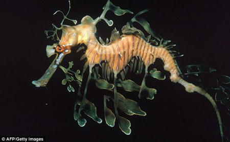 Picture 7 of Discover many beautiful sea creatures
