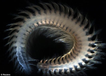 Picture 8 of Discover many beautiful sea creatures