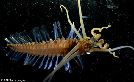 Picture 9 of Discover many beautiful sea creatures