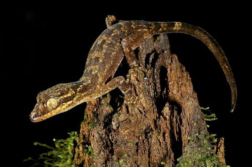 Picture 5 of Discover many new creatures