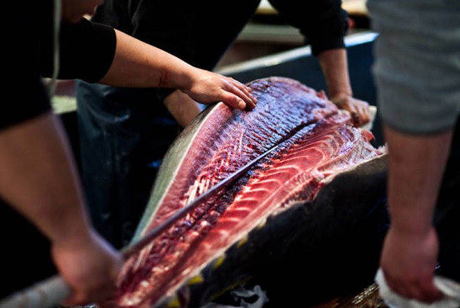 Picture 7 of Discover million dollar tuna market in Japan