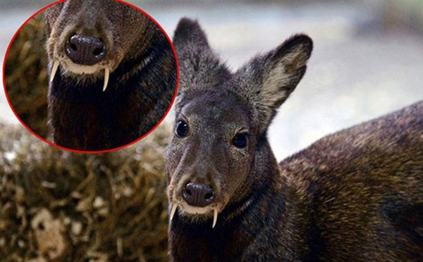 Picture 1 of Discover monster deer with precious sweat like gold