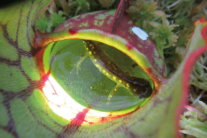 Picture 3 of Discover more of the terrifying ability of carnivorous plants in North America