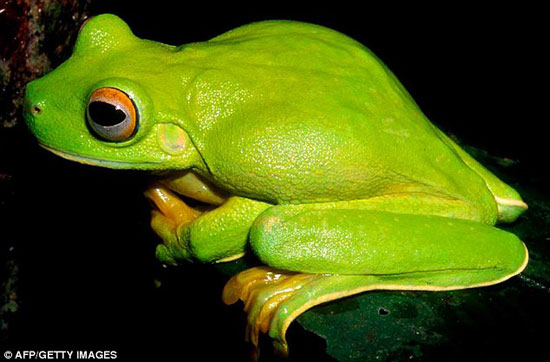 Picture 1 of Discover more than 1,000 new species of creatures