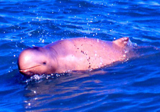 Picture 2 of Discover more than 1,000 new species of creatures