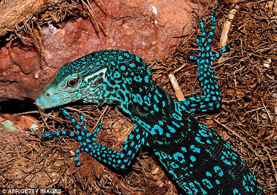 Picture 3 of Discover more than 1,000 new species of creatures