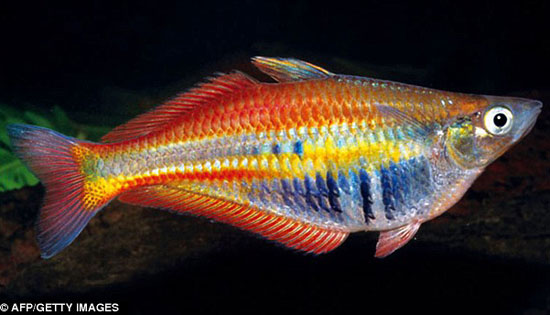 Picture 4 of Discover more than 1,000 new species of creatures
