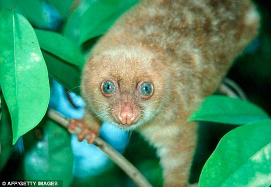 Picture 5 of Discover more than 1,000 new species of creatures