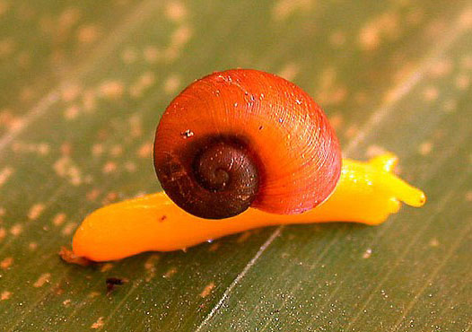 Picture 6 of Discover more than 1,000 new species of creatures