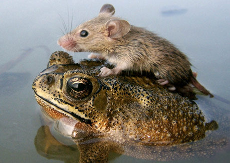 Picture 1 of Discover more than 200 new types of rat and frog creatures