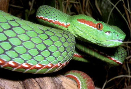Picture 1 of Discover more than 350 new species of flora and fauna in the Himalayas