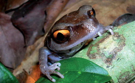 Picture 2 of Discover more than 350 new species of flora and fauna in the Himalayas