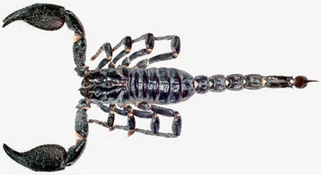 Picture 3 of Discover more than 350 new species of flora and fauna in the Himalayas