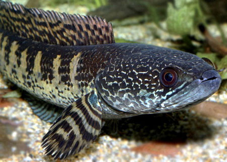 Picture 4 of Discover more than 350 new species of flora and fauna in the Himalayas