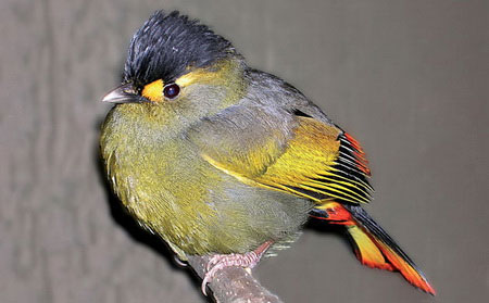 Picture 5 of Discover more than 350 new species of flora and fauna in the Himalayas