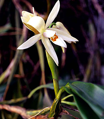 Picture 6 of Discover more than 350 new species of flora and fauna in the Himalayas